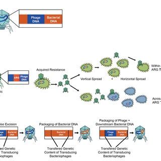 Commercial phage products for animal health. | Download Scientific Diagram