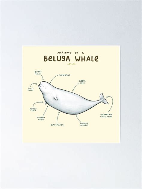 "Anatomy of Beluga Whale" Poster for Sale by SophieCorrigan | Redbubble