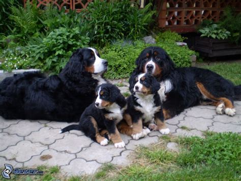 Bernese mountain dogs