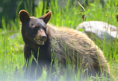 Canadian Wildlife Federation