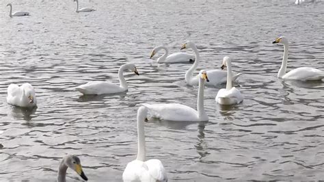 Wild swans attract numerous daily visitors to Liaoning Province - CGTN