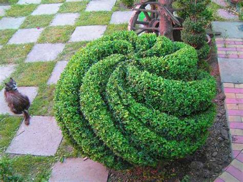 Pretty Up Your Backyard Designs with Topiary Art Adding Gorgeous Garden Decorations