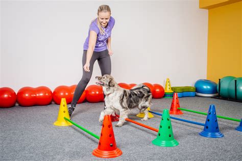 Size Matters With Dog Training | Unleash Fido