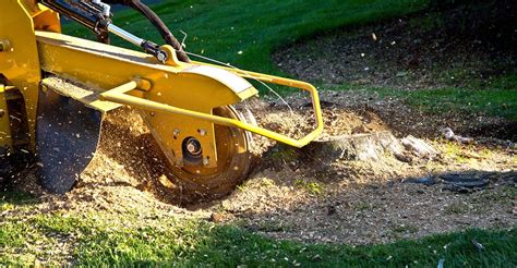 The 10 Best Stump Grinding Services Near Me (with Free Estimates)