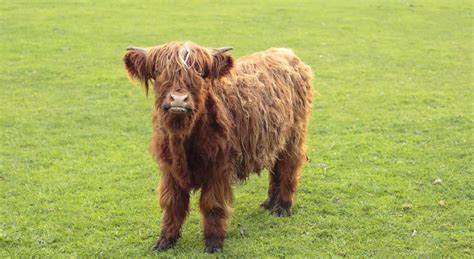 Mini Highland Cattle | Micro Mini Scottish Highland Cows