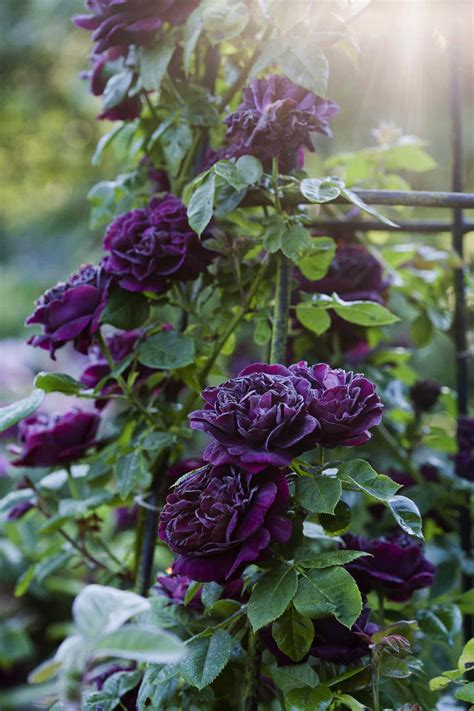 9 Great Varieties of Climbing Roses