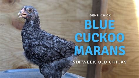 Blue Cuckoo Marans: 6-Week-Old Chicks - YouTube