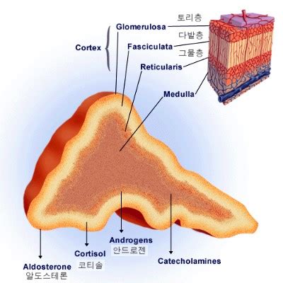 ACTH는 부신 피질을 자극해서 당질코르티코이드와 무기질코르티코이드 분비를 모두 자극하나요? : 네이버 블로그