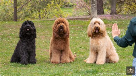 Australian Cobberdog Puppies | DOGKING