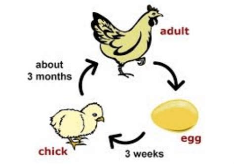 Growth - Definition and Examples - Biology Online Dictionary