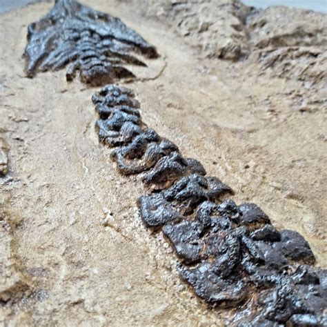 Mary Anning's Plesiosaur Fossil Replica Giant Museum-quality Aquatic Predator Discover Perfect ...