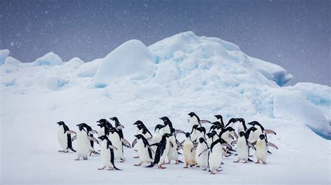 Group Of Penguins On Snow Covered Landscape HD Birds Wallpapers | HD ...