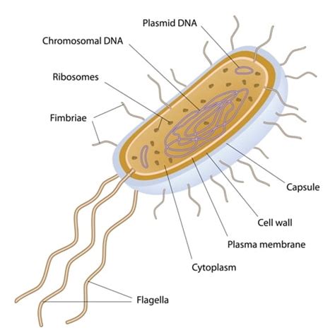 Bacteria and how they multiply | HACCP