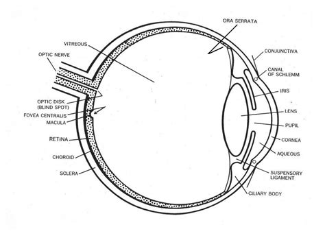 Eye Model Labeled Fovea Centralis