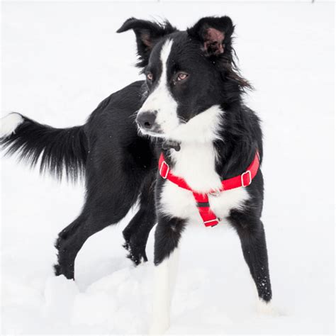 How To Groom A Border Collie | Groomers Online