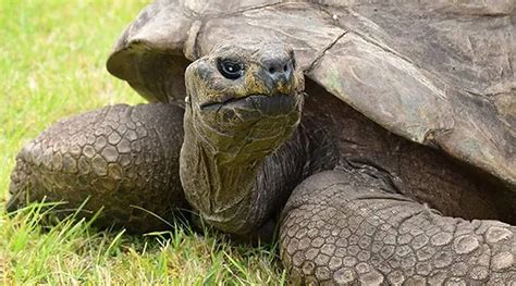 Esta es la tortuga gigante más vieja del mundo