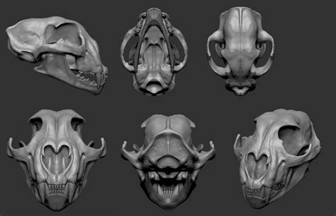 ArtStation - Cheetah Skull