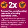 Is Weed Smoke Harmful to Cats and Dogs? - Dagga Seeds