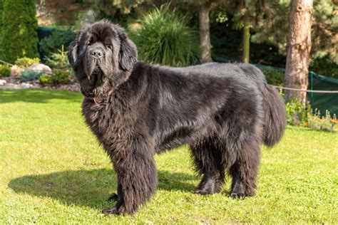 Newfoundland Breed Information Guide: Photos, Traits, & Care - BARK Post