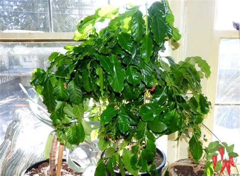 Indoor Coffee Plant Care - Your Complete Coffee Care Guide