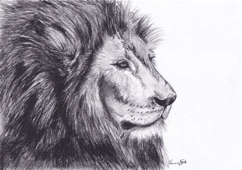 Lion Drawing Reference and Sketches for Artists