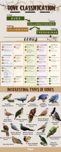 All the 344 Different Types of Doves: Pictures, Chart and Classification