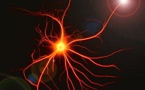 The Role of Astrocytes in Supporting Cognitive Function and Brain Health - Very Big Brain