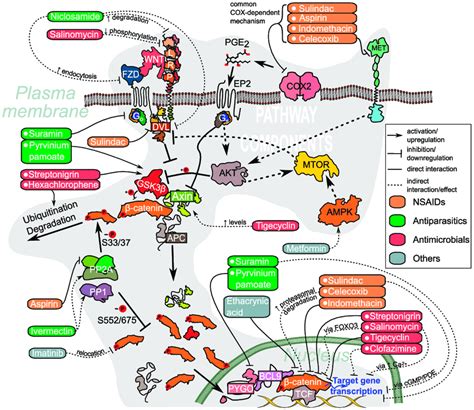 Targets of approved drugs in the context of WNT and related pathways ...