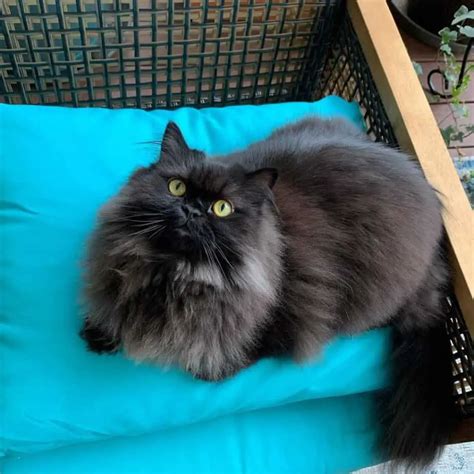 Black Persian Cat: What's So Special About Them? | ThePetFAQ