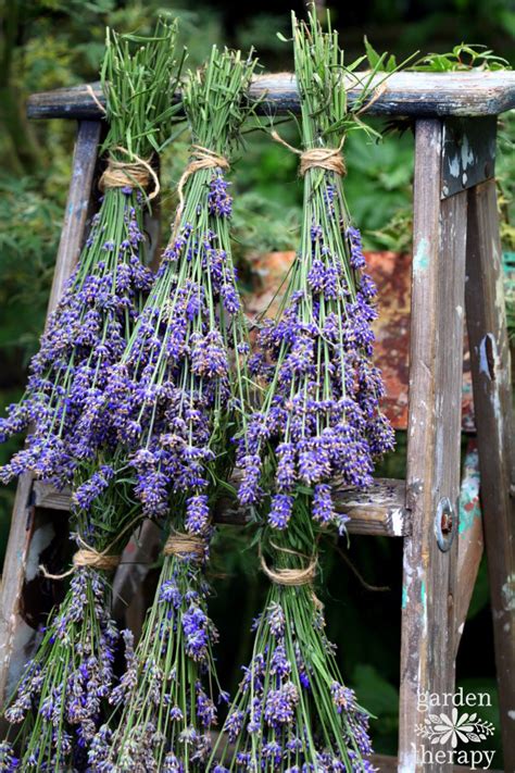 Harvesting English Lavender & How To Use It - Garden Therapy