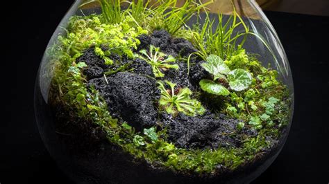 The Carnivorous Sundew Terrarium - YouTube