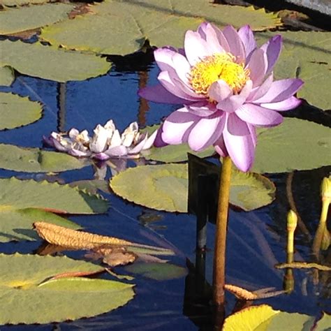 International Water Lily Garden :: En Plein Air