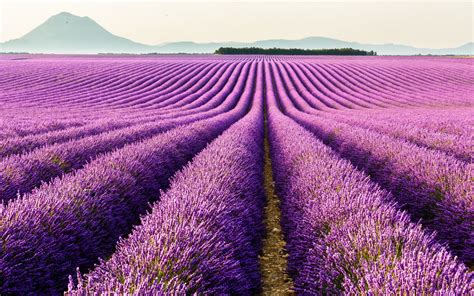 Download wallpapers lavender field, provence, france for desktop with ...