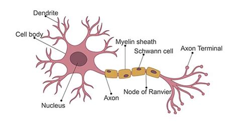 Neuron Cell Structure