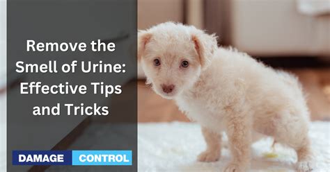 How to Remove the Smell of Urine: Effective Tips and Tricks