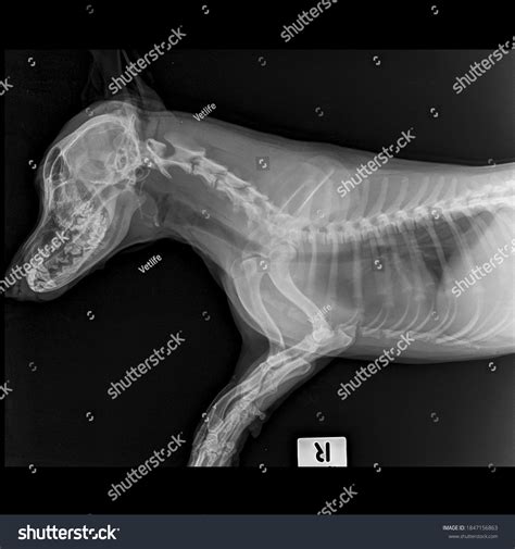 218 Dog Lateral X Ray Images, Stock Photos & Vectors | Shutterstock