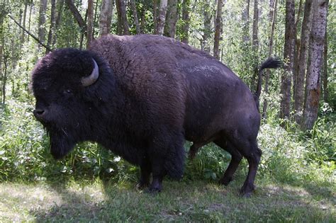 Bison Buffalo Canada Elk Island · Free photo on Pixabay