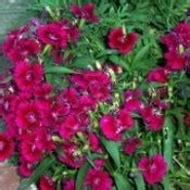 Growing Sweet William | ThriftyFun