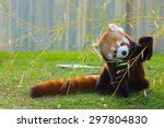 Cute Red Panda - Ailurus fulgens in a tree image - Free stock photo - Public Domain photo - CC0 ...