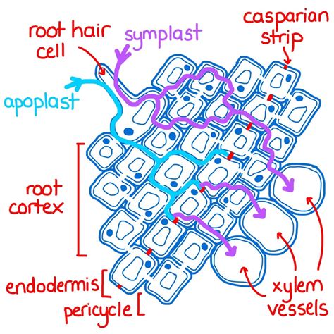 Water Transport in Plants – Exchange and Transport Ep 15 - Zoë Huggett ...