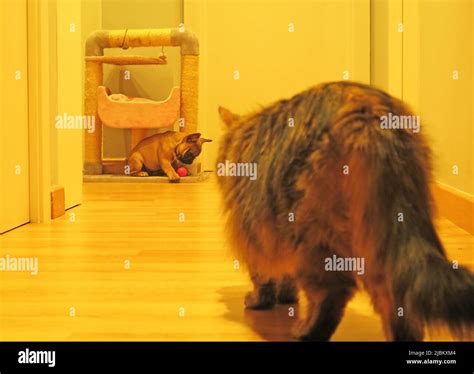 Dogs and cats playing Stock Photo - Alamy