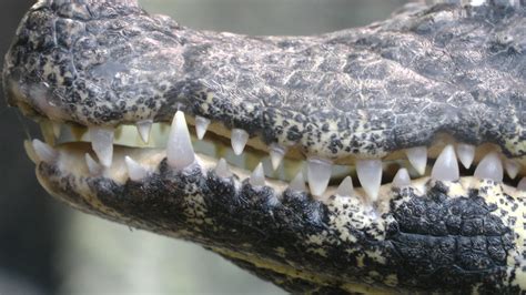 Crocodile,teeth,tooth,mouth,crocodiles - free image from needpix.com