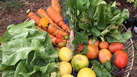 Organic farming at the Nomad Farm, Diani Beach, Kenya