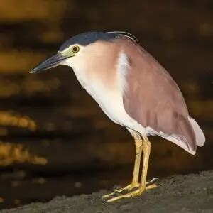 Nankeen night heron - Facts, Diet, Habitat & Pictures on Animalia.bio