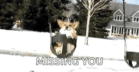 Corgi Dog GIF - Corgi Dog Swing - Discover & Share GIFs