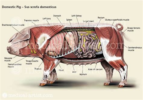 pig-anatomy-labelled_zps23ihcgdl.jpeg Photo by rustytxrx | Photobucket