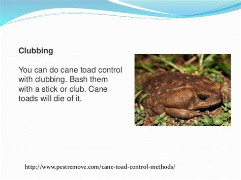 Cane toad control methods