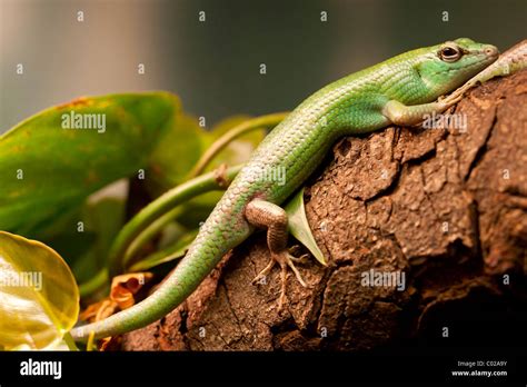 Emerald tree skink hi-res stock photography and images - Alamy