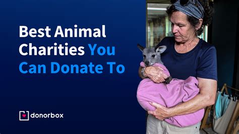 17 Best Animal Charities You Can Donate To