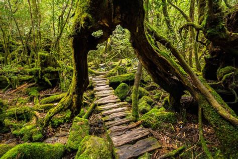 Yakushima - GaijinPot Travel